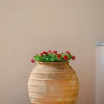 Jasmine * סידריון